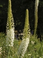 Eremurus Himalaicus