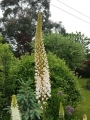 Eremurus Robustus Close up