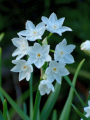 Paperwhites planted outside