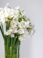 Paperwhites planted indoors for Christmas