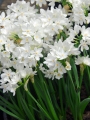 Paperwhites planted outside