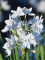 Paperwhites planted outside