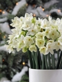 Paperwhites planted indoors for Christmas