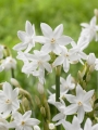 Narcissus Tazetta 'Paperwhite'