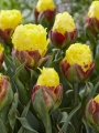 Tulip Ice Cream Banana