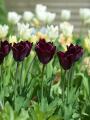 Havran Tulips