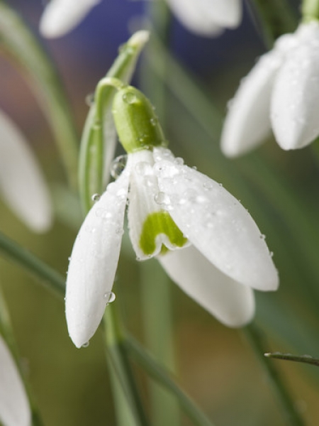 Galanthus Elwesii (Pack of 20)