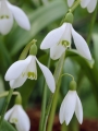 Galanthus Ikariae (Pack of 20)