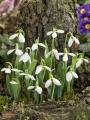 Galanthus Elwesii