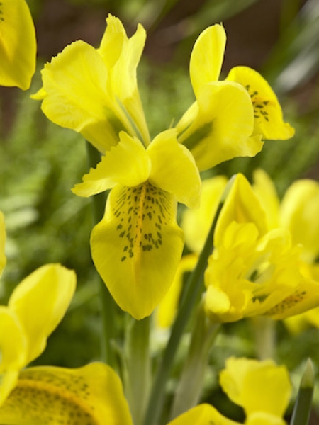 Iris 'Danfordiae'