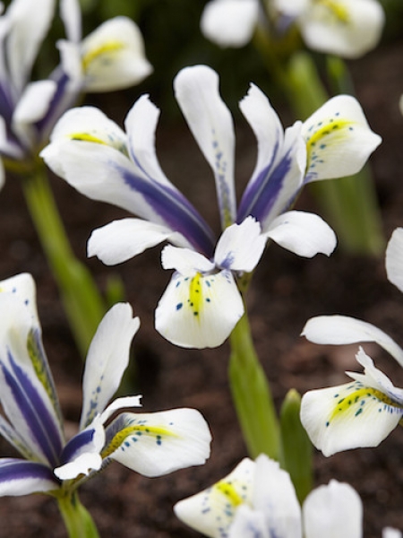 Iris Reticulata 'Eye Catcher'