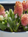 Peach Miniature Spring Pot Collection