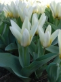 Tulip Concerto