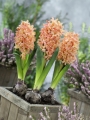 Gipsy Queen Hyacinth