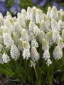 White Magic Muscari