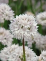 Graceful Beauty Allium