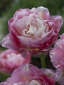 Tulip Double Sugar