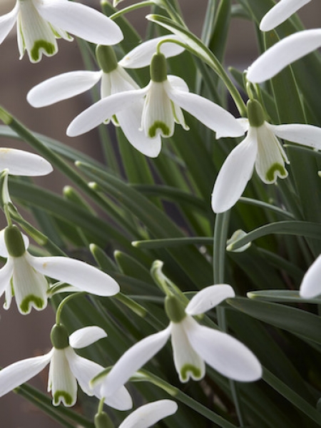 Galanthus Sam Arnott (Pack of 5)