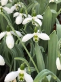 White Snowdrops