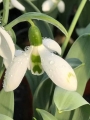 Galanthus Snow Fox (Pack of 5)