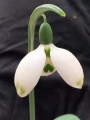 Snow Fox Snowdrop