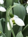 Galanthus Snow Fox