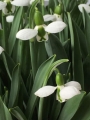 Galanthus Elwesii Beluga