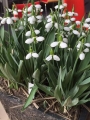 Snowdrop Galanthus Elwesii Beluga