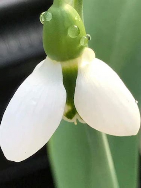 Galanthus Elwesii 'Beluga' (Pack of 5) 