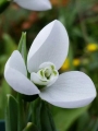 Galanthus Elwesii 'Polar Bear' (Pack of 5) 
