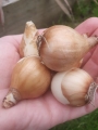 Huge Bulbs