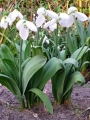 Galanthus Elwesii Polar Bear