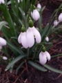 Straffon Snowdrops