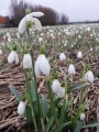 Snowdrops Straffon