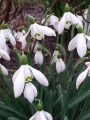 Galanthus 'Straffon' (Pack of 5)