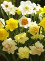 Mixed Narcissus