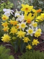 Miniature Narcissus Collection 