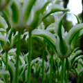 Tulip Greenstar
