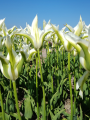 Tulipa Green Star