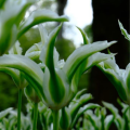 Tulip Greenstar