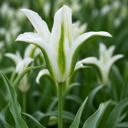 Tulip 'Green Star'