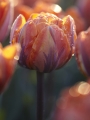 Orange Princess Tulips
