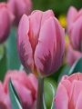 Pretty princess tulip