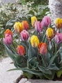 Princess Tulips
