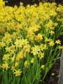 Tete  Daffodils