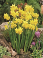 Tete a tete bulbs