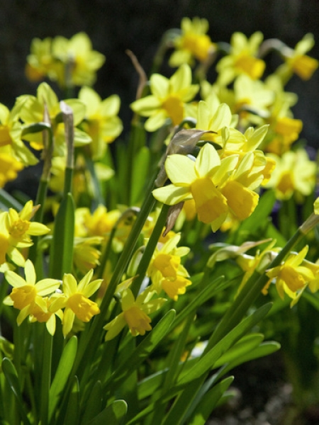 Miniature Narcissus 'Tete-a-Tete' 