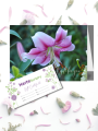 Gift Certificate and Card by Post