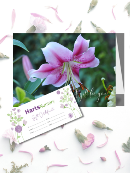 Gift Certificate and Card by Post