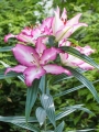 Touch me Oriental Lily